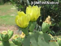 [P24] cactusi infloriti in vourvourou » foto by adi n
 - 
<span class="allrVoted glyphicon glyphicon-heart hidden" id="av87203"></span>
<a class="m-l-10 hidden" id="sv87203" onclick="voting_Foto_DelVot(,87203,2758)" role="button">șterge vot <span class="glyphicon glyphicon-remove"></span></a>
<a id="v987203" class=" c-red"  onclick="voting_Foto_SetVot(87203)" role="button"><span class="glyphicon glyphicon-heart-empty"></span> <b>LIKE</b> = Votează poza</a> <img class="hidden"  id="f87203W9" src="/imagini/loader.gif" border="0" /><span class="AjErrMes hidden" id="e87203ErM"></span>