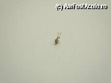 [P08] paianjen  » foto by sabausorin
 - 
<span class="allrVoted glyphicon glyphicon-heart hidden" id="av14634"></span>
<a class="m-l-10 hidden" id="sv14634" onclick="voting_Foto_DelVot(,14634,3138)" role="button">șterge vot <span class="glyphicon glyphicon-remove"></span></a>
<a id="v914634" class=" c-red"  onclick="voting_Foto_SetVot(14634)" role="button"><span class="glyphicon glyphicon-heart-empty"></span> <b>LIKE</b> = Votează poza</a> <img class="hidden"  id="f14634W9" src="/imagini/loader.gif" border="0" /><span class="AjErrMes hidden" id="e14634ErM"></span>