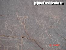 [P15] aceste vietuitoare traiau in sahara, cu mult timp in urma » foto by travoice
 - 
<span class="allrVoted glyphicon glyphicon-heart hidden" id="av190379"></span>
<a class="m-l-10 hidden" id="sv190379" onclick="voting_Foto_DelVot(,190379,3410)" role="button">șterge vot <span class="glyphicon glyphicon-remove"></span></a>
<a id="v9190379" class=" c-red"  onclick="voting_Foto_SetVot(190379)" role="button"><span class="glyphicon glyphicon-heart-empty"></span> <b>LIKE</b> = Votează poza</a> <img class="hidden"  id="f190379W9" src="/imagini/loader.gif" border="0" /><span class="AjErrMes hidden" id="e190379ErM"></span>