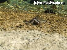 [P16] Crikvenica - crab pe plaja » foto by danoradea
 - 
<span class="allrVoted glyphicon glyphicon-heart hidden" id="av29490"></span>
<a class="m-l-10 hidden" id="sv29490" onclick="voting_Foto_DelVot(,29490,3967)" role="button">șterge vot <span class="glyphicon glyphicon-remove"></span></a>
<a id="v929490" class=" c-red"  onclick="voting_Foto_SetVot(29490)" role="button"><span class="glyphicon glyphicon-heart-empty"></span> <b>LIKE</b> = Votează poza</a> <img class="hidden"  id="f29490W9" src="/imagini/loader.gif" border="0" /><span class="AjErrMes hidden" id="e29490ErM"></span>