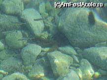 [P17] Crikvenica - stea de mare » foto by danoradea
 - 
<span class="allrVoted glyphicon glyphicon-heart hidden" id="av29491"></span>
<a class="m-l-10 hidden" id="sv29491" onclick="voting_Foto_DelVot(,29491,3967)" role="button">șterge vot <span class="glyphicon glyphicon-remove"></span></a>
<a id="v929491" class=" c-red"  onclick="voting_Foto_SetVot(29491)" role="button"><span class="glyphicon glyphicon-heart-empty"></span> <b>LIKE</b> = Votează poza</a> <img class="hidden"  id="f29491W9" src="/imagini/loader.gif" border="0" /><span class="AjErrMes hidden" id="e29491ErM"></span>