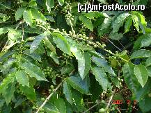 [P20] Puteam sa spun ca este orice... Insa de fapt si de drept, este arborele de cafea. Inca nu era copt... » foto by ramonav23
 - 
<span class="allrVoted glyphicon glyphicon-heart hidden" id="av177685"></span>
<a class="m-l-10 hidden" id="sv177685" onclick="voting_Foto_DelVot(,177685,4529)" role="button">șterge vot <span class="glyphicon glyphicon-remove"></span></a>
<a id="v9177685" class=" c-red"  onclick="voting_Foto_SetVot(177685)" role="button"><span class="glyphicon glyphicon-heart-empty"></span> <b>LIKE</b> = Votează poza</a> <img class="hidden"  id="f177685W9" src="/imagini/loader.gif" border="0" /><span class="AjErrMes hidden" id="e177685ErM"></span>