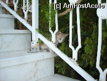 [P02] piscuta care ma mai vizita pe balcon :) » foto by miana
 - 
<span class="allrVoted glyphicon glyphicon-heart hidden" id="av3829"></span>
<a class="m-l-10 hidden" id="sv3829" onclick="voting_Foto_DelVot(,3829,637)" role="button">șterge vot <span class="glyphicon glyphicon-remove"></span></a>
<a id="v93829" class=" c-red"  onclick="voting_Foto_SetVot(3829)" role="button"><span class="glyphicon glyphicon-heart-empty"></span> <b>LIKE</b> = Votează poza</a> <img class="hidden"  id="f3829W9" src="/imagini/loader.gif" border="0" /><span class="AjErrMes hidden" id="e3829ErM"></span>