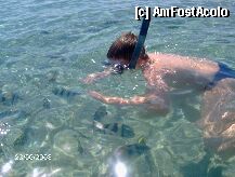 [P4x] la snorkelling » foto by bitnic
 - 
<span class="allrVoted glyphicon glyphicon-heart hidden" id="av5589"></span>
<a class="m-l-10 hidden" id="sv5589" onclick="voting_Foto_DelVot(,5589,721)" role="button">șterge vot <span class="glyphicon glyphicon-remove"></span></a>
<a id="v95589" class=" c-red"  onclick="voting_Foto_SetVot(5589)" role="button"><span class="glyphicon glyphicon-heart-empty"></span> <b>LIKE</b> = Votează poza</a> <img class="hidden"  id="f5589W9" src="/imagini/loader.gif" border="0" /><span class="AjErrMes hidden" id="e5589ErM"></span>