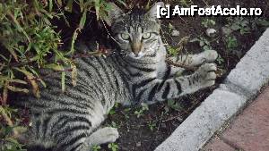 [P04] Cel mai frumos locuitor necuvantator din fata hotelului » foto by iusti1968
 - 
<span class="allrVoted glyphicon glyphicon-heart hidden" id="av442616"></span>
<a class="m-l-10 hidden" id="sv442616" onclick="voting_Foto_DelVot(,442616,106)" role="button">șterge vot <span class="glyphicon glyphicon-remove"></span></a>
<a id="v9442616" class=" c-red"  onclick="voting_Foto_SetVot(442616)" role="button"><span class="glyphicon glyphicon-heart-empty"></span> <b>LIKE</b> = Votează poza</a> <img class="hidden"  id="f442616W9" src="/imagini/loader.gif" border="0" /><span class="AjErrMes hidden" id="e442616ErM"></span>