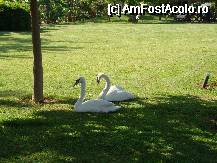 [P30] Doua pete albe, superbe , intr-o oaza de verdeata ... » foto by rodik
 - 
<span class="allrVoted glyphicon glyphicon-heart hidden" id="av52873"></span>
<a class="m-l-10 hidden" id="sv52873" onclick="voting_Foto_DelVot(,52873,15)" role="button">șterge vot <span class="glyphicon glyphicon-remove"></span></a>
<a id="v952873" class=" c-red"  onclick="voting_Foto_SetVot(52873)" role="button"><span class="glyphicon glyphicon-heart-empty"></span> <b>LIKE</b> = Votează poza</a> <img class="hidden"  id="f52873W9" src="/imagini/loader.gif" border="0" /><span class="AjErrMes hidden" id="e52873ErM"></span>