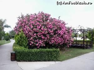 [P42] ce pacat ca nu pot creste si la noi in gradina...  » foto by elenaadina
 - 
<span class="allrVoted glyphicon glyphicon-heart hidden" id="av519259"></span>
<a class="m-l-10 hidden" id="sv519259" onclick="voting_Foto_DelVot(,519259,175)" role="button">șterge vot <span class="glyphicon glyphicon-remove"></span></a>
<a id="v9519259" class=" c-red"  onclick="voting_Foto_SetVot(519259)" role="button"><span class="glyphicon glyphicon-heart-empty"></span> <b>LIKE</b> = Votează poza</a> <img class="hidden"  id="f519259W9" src="/imagini/loader.gif" border="0" /><span class="AjErrMes hidden" id="e519259ErM"></span>