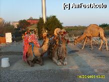 [P01] Aici erau niste camile in fata hotelului Diva . In 'zare' se vede Delphin Palace , iar intre ele teren viran. » foto by Andox
 - 
<span class="allrVoted glyphicon glyphicon-heart hidden" id="av6576"></span>
<a class="m-l-10 hidden" id="sv6576" onclick="voting_Foto_DelVot(,6576,177)" role="button">șterge vot <span class="glyphicon glyphicon-remove"></span></a>
<a id="v96576" class=" c-red"  onclick="voting_Foto_SetVot(6576)" role="button"><span class="glyphicon glyphicon-heart-empty"></span> <b>LIKE</b> = Votează poza</a> <img class="hidden"  id="f6576W9" src="/imagini/loader.gif" border="0" /><span class="AjErrMes hidden" id="e6576ErM"></span>