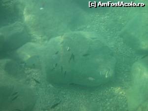 [P12] Peştişori văzuţi la snorkeling. Şi mici şi mari, cu ţotii ne încântau privirile » foto by cloverina
 - 
<span class="allrVoted glyphicon glyphicon-heart hidden" id="av650216"></span>
<a class="m-l-10 hidden" id="sv650216" onclick="voting_Foto_DelVot(,650216,187)" role="button">șterge vot <span class="glyphicon glyphicon-remove"></span></a>
<a id="v9650216" class=" c-red"  onclick="voting_Foto_SetVot(650216)" role="button"><span class="glyphicon glyphicon-heart-empty"></span> <b>LIKE</b> = Votează poza</a> <img class="hidden"  id="f650216W9" src="/imagini/loader.gif" border="0" /><span class="AjErrMes hidden" id="e650216ErM"></span>