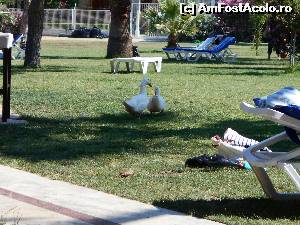 [P05] Au doua rate in gradina si mai mule pisici » foto by ionelab*
 - 
<span class="allrVoted glyphicon glyphicon-heart hidden" id="av521118"></span>
<a class="m-l-10 hidden" id="sv521118" onclick="voting_Foto_DelVot(,521118,20)" role="button">șterge vot <span class="glyphicon glyphicon-remove"></span></a>
<a id="v9521118" class=" c-red"  onclick="voting_Foto_SetVot(521118)" role="button"><span class="glyphicon glyphicon-heart-empty"></span> <b>LIKE</b> = Votează poza</a> <img class="hidden"  id="f521118W9" src="/imagini/loader.gif" border="0" /><span class="AjErrMes hidden" id="e521118ErM"></span>