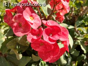 [P47] Florile roșii de euphorbia. Superbe! La tot pasul în hotel. » foto by maryka
 - 
<span class="allrVoted glyphicon glyphicon-heart hidden" id="av1221636"></span>
<a class="m-l-10 hidden" id="sv1221636" onclick="voting_Foto_DelVot(,1221636,31)" role="button">șterge vot <span class="glyphicon glyphicon-remove"></span></a>
<a id="v91221636" class=" c-red"  onclick="voting_Foto_SetVot(1221636)" role="button"><span class="glyphicon glyphicon-heart-empty"></span> <b>LIKE</b> = Votează poza</a> <img class="hidden"  id="f1221636W9" src="/imagini/loader.gif" border="0" /><span class="AjErrMes hidden" id="e1221636ErM"></span>