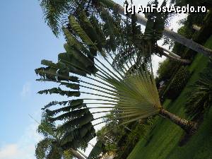 [P60] o planta ce ne-a impresionat mult; am numit-o evantai » foto by barbu minel
 - 
<span class="allrVoted glyphicon glyphicon-heart hidden" id="av337977"></span>
<a class="m-l-10 hidden" id="sv337977" onclick="voting_Foto_DelVot(,337977,337)" role="button">șterge vot <span class="glyphicon glyphicon-remove"></span></a>
<a id="v9337977" class=" c-red"  onclick="voting_Foto_SetVot(337977)" role="button"><span class="glyphicon glyphicon-heart-empty"></span> <b>LIKE</b> = Votează poza</a> <img class="hidden"  id="f337977W9" src="/imagini/loader.gif" border="0" /><span class="AjErrMes hidden" id="e337977ErM"></span>