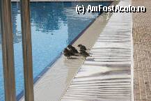 [P07] oaspetii de seama la dusul de dimineata :) » foto by danyepz
 - 
<span class="allrVoted glyphicon glyphicon-heart hidden" id="av24627"></span>
<a class="m-l-10 hidden" id="sv24627" onclick="voting_Foto_DelVot(,24627,349)" role="button">șterge vot <span class="glyphicon glyphicon-remove"></span></a>
<a id="v924627" class=" c-red"  onclick="voting_Foto_SetVot(24627)" role="button"><span class="glyphicon glyphicon-heart-empty"></span> <b>LIKE</b> = Votează poza</a> <img class="hidden"  id="f24627W9" src="/imagini/loader.gif" border="0" /><span class="AjErrMes hidden" id="e24627ErM"></span>