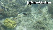 [P02] Uitati un peste clown si un coral galben!!! » foto by incognito_icd
 - 
<span class="allrVoted glyphicon glyphicon-heart hidden" id="av120465"></span>
<a class="m-l-10 hidden" id="sv120465" onclick="voting_Foto_DelVot(,120465,36)" role="button">șterge vot <span class="glyphicon glyphicon-remove"></span></a>
<a id="v9120465" class=" c-red"  onclick="voting_Foto_SetVot(120465)" role="button"><span class="glyphicon glyphicon-heart-empty"></span> <b>LIKE</b> = Votează poza</a> <img class="hidden"  id="f120465W9" src="/imagini/loader.gif" border="0" /><span class="AjErrMes hidden" id="e120465ErM"></span>
