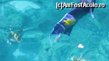 [P04] ACEASTA FOTOGRAFIE ESTE REALIZATA DE CATRE SCUMPA MEA SOTIE, DE PE VAPOR, DE LA O INALTIME DE VREO 2M PANA LA LUCIUL APEI !!! din apa acel peste e mai mare decat o tigaie :) si are si un punct pe mijloc!!! (avea vreo 40cm lungime) » foto by incognito_icd
 - 
<span class="allrVoted glyphicon glyphicon-heart hidden" id="av120468"></span>
<a class="m-l-10 hidden" id="sv120468" onclick="voting_Foto_DelVot(,120468,36)" role="button">șterge vot <span class="glyphicon glyphicon-remove"></span></a>
<a id="v9120468" class=" c-red"  onclick="voting_Foto_SetVot(120468)" role="button"><span class="glyphicon glyphicon-heart-empty"></span> <b>LIKE</b> = Votează poza</a> <img class="hidden"  id="f120468W9" src="/imagini/loader.gif" border="0" /><span class="AjErrMes hidden" id="e120468ErM"></span>