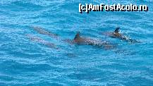 [P07] Si scumpii delfinasi !!! » foto by incognito_icd
 - 
<span class="allrVoted glyphicon glyphicon-heart hidden" id="av120473"></span>
<a class="m-l-10 hidden" id="sv120473" onclick="voting_Foto_DelVot(,120473,36)" role="button">șterge vot <span class="glyphicon glyphicon-remove"></span></a>
<a id="v9120473" class=" c-red"  onclick="voting_Foto_SetVot(120473)" role="button"><span class="glyphicon glyphicon-heart-empty"></span> <b>LIKE</b> = Votează poza</a> <img class="hidden"  id="f120473W9" src="/imagini/loader.gif" border="0" /><span class="AjErrMes hidden" id="e120473ErM"></span>