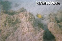 [P22] De data asta, un peştişor. » foto by Maditu16
 - 
<span class="allrVoted glyphicon glyphicon-heart hidden" id="av212513"></span>
<a class="m-l-10 hidden" id="sv212513" onclick="voting_Foto_DelVot(,212513,36)" role="button">șterge vot <span class="glyphicon glyphicon-remove"></span></a>
<a id="v9212513" class=" c-red"  onclick="voting_Foto_SetVot(212513)" role="button"><span class="glyphicon glyphicon-heart-empty"></span> <b>LIKE</b> = Votează poza</a> <img class="hidden"  id="f212513W9" src="/imagini/loader.gif" border="0" /><span class="AjErrMes hidden" id="e212513ErM"></span>