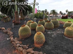 [P05] 4. În vecinătatea plajei este o adevărată plantație de cactuși.  » foto by msnd
 - 
<span class="allrVoted glyphicon glyphicon-heart hidden" id="av1061539"></span>
<a class="m-l-10 hidden" id="sv1061539" onclick="voting_Foto_DelVot(,1061539,383)" role="button">șterge vot <span class="glyphicon glyphicon-remove"></span></a>
<a id="v91061539" class=" c-red"  onclick="voting_Foto_SetVot(1061539)" role="button"><span class="glyphicon glyphicon-heart-empty"></span> <b>LIKE</b> = Votează poza</a> <img class="hidden"  id="f1061539W9" src="/imagini/loader.gif" border="0" /><span class="AjErrMes hidden" id="e1061539ErM"></span>