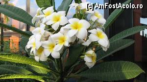 [P22] O superba plumeria inflorita din curtea interioara a hotelului gala.  » foto by Hertha
 - 
<span class="allrVoted glyphicon glyphicon-heart hidden" id="av360840"></span>
<a class="m-l-10 hidden" id="sv360840" onclick="voting_Foto_DelVot(,360840,405)" role="button">șterge vot <span class="glyphicon glyphicon-remove"></span></a>
<a id="v9360840" class=" c-red"  onclick="voting_Foto_SetVot(360840)" role="button"><span class="glyphicon glyphicon-heart-empty"></span> <b>LIKE</b> = Votează poza</a> <img class="hidden"  id="f360840W9" src="/imagini/loader.gif" border="0" /><span class="AjErrMes hidden" id="e360840ErM"></span>