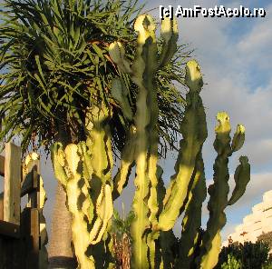 [P23] O euphorbia imensa si un palmier din curtea hotelului Gala.  » foto by Hertha
 - 
<span class="allrVoted glyphicon glyphicon-heart hidden" id="av360842"></span>
<a class="m-l-10 hidden" id="sv360842" onclick="voting_Foto_DelVot(,360842,405)" role="button">șterge vot <span class="glyphicon glyphicon-remove"></span></a>
<a id="v9360842" class=" c-red"  onclick="voting_Foto_SetVot(360842)" role="button"><span class="glyphicon glyphicon-heart-empty"></span> <b>LIKE</b> = Votează poza</a> <img class="hidden"  id="f360842W9" src="/imagini/loader.gif" border="0" /><span class="AjErrMes hidden" id="e360842ErM"></span>