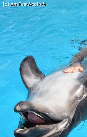 [P04] Sedinta foto cu delfini » foto by GoldenCris
 - 
<span class="allrVoted glyphicon glyphicon-heart hidden" id="av1368102"></span>
<a class="m-l-10 hidden" id="sv1368102" onclick="voting_Foto_DelVot(,1368102,418)" role="button">șterge vot <span class="glyphicon glyphicon-remove"></span></a>
<a id="v91368102" class=" c-red"  onclick="voting_Foto_SetVot(1368102)" role="button"><span class="glyphicon glyphicon-heart-empty"></span> <b>LIKE</b> = Votează poza</a> <img class="hidden"  id="f1368102W9" src="/imagini/loader.gif" border="0" /><span class="AjErrMes hidden" id="e1368102ErM"></span>