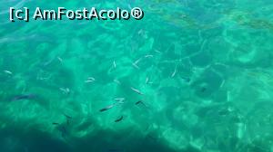 [P18] Apa cu peștișori din Aliki » foto by monika27*
 - 
<span class="allrVoted glyphicon glyphicon-heart hidden" id="av768501"></span>
<a class="m-l-10 hidden" id="sv768501" onclick="voting_Foto_DelVot(,768501,460)" role="button">șterge vot <span class="glyphicon glyphicon-remove"></span></a>
<a id="v9768501" class=" c-red"  onclick="voting_Foto_SetVot(768501)" role="button"><span class="glyphicon glyphicon-heart-empty"></span> <b>LIKE</b> = Votează poza</a> <img class="hidden"  id="f768501W9" src="/imagini/loader.gif" border="0" /><span class="AjErrMes hidden" id="e768501ErM"></span>