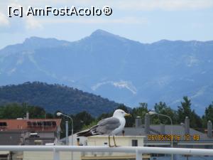 [P02] Însoțitorul de bord spre Thassos.  » foto by elviramvio
 - 
<span class="allrVoted glyphicon glyphicon-heart hidden" id="av820665"></span>
<a class="m-l-10 hidden" id="sv820665" onclick="voting_Foto_DelVot(,820665,460)" role="button">șterge vot <span class="glyphicon glyphicon-remove"></span></a>
<a id="v9820665" class=" c-red"  onclick="voting_Foto_SetVot(820665)" role="button"><span class="glyphicon glyphicon-heart-empty"></span> <b>LIKE</b> = Votează poza</a> <img class="hidden"  id="f820665W9" src="/imagini/loader.gif" border="0" /><span class="AjErrMes hidden" id="e820665ErM"></span>