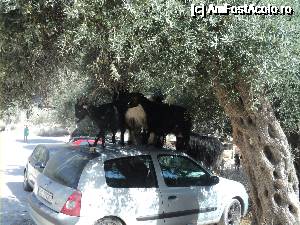 [P46] Thassos - Insula verde a Greciei. Parcarea de langa plaja Marble Beach si caprele Al-Qaida de acolo :))  » foto by vega06
 - 
<span class="allrVoted glyphicon glyphicon-heart hidden" id="av693508"></span>
<a class="m-l-10 hidden" id="sv693508" onclick="voting_Foto_DelVot(,693508,460)" role="button">șterge vot <span class="glyphicon glyphicon-remove"></span></a>
<a id="v9693508" class=" c-red"  onclick="voting_Foto_SetVot(693508)" role="button"><span class="glyphicon glyphicon-heart-empty"></span> <b>LIKE</b> = Votează poza</a> <img class="hidden"  id="f693508W9" src="/imagini/loader.gif" border="0" /><span class="AjErrMes hidden" id="e693508ErM"></span>