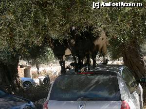 [P47] Thassos - Insula verde a Greciei. Parcarea de langa plaja Marble Beach si caprele Al-Qaida de acolo :))  » foto by vega06
 - 
<span class="allrVoted glyphicon glyphicon-heart hidden" id="av693509"></span>
<a class="m-l-10 hidden" id="sv693509" onclick="voting_Foto_DelVot(,693509,460)" role="button">șterge vot <span class="glyphicon glyphicon-remove"></span></a>
<a id="v9693509" class=" c-red"  onclick="voting_Foto_SetVot(693509)" role="button"><span class="glyphicon glyphicon-heart-empty"></span> <b>LIKE</b> = Votează poza</a> <img class="hidden"  id="f693509W9" src="/imagini/loader.gif" border="0" /><span class="AjErrMes hidden" id="e693509ErM"></span>