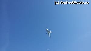 [P65] Pescarusii ne'au insotit din nou la plecare » foto by CarmenTina
 - 
<span class="allrVoted glyphicon glyphicon-heart hidden" id="av671385"></span>
<a class="m-l-10 hidden" id="sv671385" onclick="voting_Foto_DelVot(,671385,460)" role="button">șterge vot <span class="glyphicon glyphicon-remove"></span></a>
<a id="v9671385" class=" c-red"  onclick="voting_Foto_SetVot(671385)" role="button"><span class="glyphicon glyphicon-heart-empty"></span> <b>LIKE</b> = Votează poza</a> <img class="hidden"  id="f671385W9" src="/imagini/loader.gif" border="0" /><span class="AjErrMes hidden" id="e671385ErM"></span>