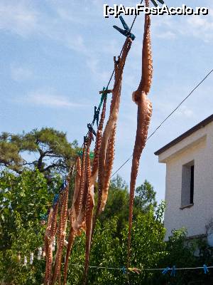 [P05]  -- <small>// FĂRĂ DESCRIERE</small> » foto by Andrusteo
 - 
<span class="allrVoted glyphicon glyphicon-heart hidden" id="av699690"></span>
<a class="m-l-10 hidden" id="sv699690" onclick="voting_Foto_DelVot(,699690,460)" role="button">șterge vot <span class="glyphicon glyphicon-remove"></span></a>
<a id="v9699690" class=" c-red"  onclick="voting_Foto_SetVot(699690)" role="button"><span class="glyphicon glyphicon-heart-empty"></span> <b>LIKE</b> = Votează poza</a> <img class="hidden"  id="f699690W9" src="/imagini/loader.gif" border="0" /><span class="AjErrMes hidden" id="e699690ErM"></span>