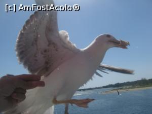 [P01] Spectacolul pescarusilor dintre Keramoti si Limenas » foto by dorgo
 - 
<span class="allrVoted glyphicon glyphicon-heart hidden" id="av773853"></span>
<a class="m-l-10 hidden" id="sv773853" onclick="voting_Foto_DelVot(,773853,460)" role="button">șterge vot <span class="glyphicon glyphicon-remove"></span></a>
<a id="v9773853" class=" c-red"  onclick="voting_Foto_SetVot(773853)" role="button"><span class="glyphicon glyphicon-heart-empty"></span> <b>LIKE</b> = Votează poza</a> <img class="hidden"  id="f773853W9" src="/imagini/loader.gif" border="0" /><span class="AjErrMes hidden" id="e773853ErM"></span>