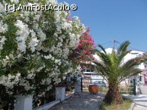 [P31] Flora insulei » foto by dorgo
 - 
<span class="allrVoted glyphicon glyphicon-heart hidden" id="av773888"></span>
<a class="m-l-10 hidden" id="sv773888" onclick="voting_Foto_DelVot(,773888,460)" role="button">șterge vot <span class="glyphicon glyphicon-remove"></span></a>
<a id="v9773888" class=" c-red"  onclick="voting_Foto_SetVot(773888)" role="button"><span class="glyphicon glyphicon-heart-empty"></span> <b>LIKE</b> = Votează poza</a> <img class="hidden"  id="f773888W9" src="/imagini/loader.gif" border="0" /><span class="AjErrMes hidden" id="e773888ErM"></span>