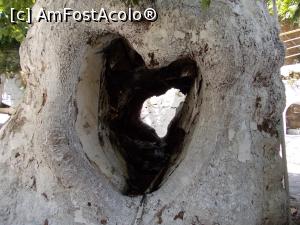 [P06] Nu numai oamenii au inima. Panaghia » foto by dorgo
 - 
<span class="allrVoted glyphicon glyphicon-heart hidden" id="av773858"></span>
<a class="m-l-10 hidden" id="sv773858" onclick="voting_Foto_DelVot(,773858,460)" role="button">șterge vot <span class="glyphicon glyphicon-remove"></span></a>
<a id="v9773858" class=" c-red"  onclick="voting_Foto_SetVot(773858)" role="button"><span class="glyphicon glyphicon-heart-empty"></span> <b>LIKE</b> = Votează poza</a> <img class="hidden"  id="f773858W9" src="/imagini/loader.gif" border="0" /><span class="AjErrMes hidden" id="e773858ErM"></span>