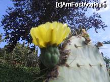 [P10] Pinya de Rosa - cactus inflorit » foto by geocosma
 - 
<span class="allrVoted glyphicon glyphicon-heart hidden" id="av27790"></span>
<a class="m-l-10 hidden" id="sv27790" onclick="voting_Foto_DelVot(,27790,479)" role="button">șterge vot <span class="glyphicon glyphicon-remove"></span></a>
<a id="v927790" class=" c-red"  onclick="voting_Foto_SetVot(27790)" role="button"><span class="glyphicon glyphicon-heart-empty"></span> <b>LIKE</b> = Votează poza</a> <img class="hidden"  id="f27790W9" src="/imagini/loader.gif" border="0" /><span class="AjErrMes hidden" id="e27790ErM"></span>