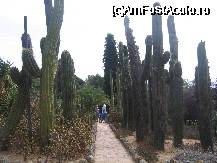 [P08] Cactusi uriasi » foto by geocosma
 - 
<span class="allrVoted glyphicon glyphicon-heart hidden" id="av27788"></span>
<a class="m-l-10 hidden" id="sv27788" onclick="voting_Foto_DelVot(,27788,479)" role="button">șterge vot <span class="glyphicon glyphicon-remove"></span></a>
<a id="v927788" class=" c-red"  onclick="voting_Foto_SetVot(27788)" role="button"><span class="glyphicon glyphicon-heart-empty"></span> <b>LIKE</b> = Votează poza</a> <img class="hidden"  id="f27788W9" src="/imagini/loader.gif" border="0" /><span class="AjErrMes hidden" id="e27788ErM"></span>