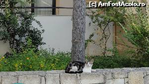 [P33]  -- <small>// FĂRĂ DESCRIERE</small> » foto by simon_niculae
 - 
<span class="allrVoted glyphicon glyphicon-heart hidden" id="av560780"></span>
<a class="m-l-10 hidden" id="sv560780" onclick="voting_Foto_DelVot(,560780,481)" role="button">șterge vot <span class="glyphicon glyphicon-remove"></span></a>
<a id="v9560780" class=" c-red"  onclick="voting_Foto_SetVot(560780)" role="button"><span class="glyphicon glyphicon-heart-empty"></span> <b>LIKE</b> = Votează poza</a> <img class="hidden"  id="f560780W9" src="/imagini/loader.gif" border="0" /><span class="AjErrMes hidden" id="e560780ErM"></span>