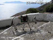 [P17] Santorini - drumul magarusilor » foto by cristinadumitru*
 - 
<span class="allrVoted glyphicon glyphicon-heart hidden" id="av21147"></span>
<a class="m-l-10 hidden" id="sv21147" onclick="voting_Foto_DelVot(,21147,481)" role="button">șterge vot <span class="glyphicon glyphicon-remove"></span></a>
<a id="v921147" class=" c-red"  onclick="voting_Foto_SetVot(21147)" role="button"><span class="glyphicon glyphicon-heart-empty"></span> <b>LIKE</b> = Votează poza</a> <img class="hidden"  id="f21147W9" src="/imagini/loader.gif" border="0" /><span class="AjErrMes hidden" id="e21147ErM"></span>
