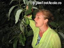 [P12] pomi de avocado pe marginea drumului-venind de la Sougia pe un drum secundar spre Maleme » foto by Motanul*
 - 
<span class="allrVoted glyphicon glyphicon-heart hidden" id="av490059"></span>
<a class="m-l-10 hidden" id="sv490059" onclick="voting_Foto_DelVot(,490059,481)" role="button">șterge vot <span class="glyphicon glyphicon-remove"></span></a>
<a id="v9490059" class=" c-red"  onclick="voting_Foto_SetVot(490059)" role="button"><span class="glyphicon glyphicon-heart-empty"></span> <b>LIKE</b> = Votează poza</a> <img class="hidden"  id="f490059W9" src="/imagini/loader.gif" border="0" /><span class="AjErrMes hidden" id="e490059ErM"></span>