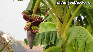 [P29] Si inca un bananier » foto by zuftim
 - 
<span class="allrVoted glyphicon glyphicon-heart hidden" id="av537286"></span>
<a class="m-l-10 hidden" id="sv537286" onclick="voting_Foto_DelVot(,537286,481)" role="button">șterge vot <span class="glyphicon glyphicon-remove"></span></a>
<a id="v9537286" class=" c-red"  onclick="voting_Foto_SetVot(537286)" role="button"><span class="glyphicon glyphicon-heart-empty"></span> <b>LIKE</b> = Votează poza</a> <img class="hidden"  id="f537286W9" src="/imagini/loader.gif" border="0" /><span class="AjErrMes hidden" id="e537286ErM"></span>