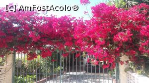 P01 [MAY-2016] Bougainvillea de Creta lângă Votsalo Taverna din Istron Bay