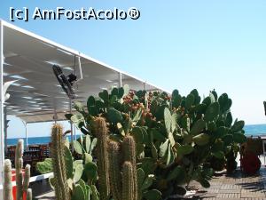 [P55] Rixos Sungate Beldibi - terasa cu cactuşi de la restaurantul mexican » foto by nicole33
 - 
<span class="allrVoted glyphicon glyphicon-heart hidden" id="av822624"></span>
<a class="m-l-10 hidden" id="sv822624" onclick="voting_Foto_DelVot(,822624,58)" role="button">șterge vot <span class="glyphicon glyphicon-remove"></span></a>
<a id="v9822624" class=" c-red"  onclick="voting_Foto_SetVot(822624)" role="button"><span class="glyphicon glyphicon-heart-empty"></span> <b>LIKE</b> = Votează poza</a> <img class="hidden"  id="f822624W9" src="/imagini/loader.gif" border="0" /><span class="AjErrMes hidden" id="e822624ErM"></span>