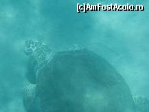 [P04] Aici pot fi vazute celebrele testoase gigant CARETTA » foto by assis
 - 
<span class="allrVoted glyphicon glyphicon-heart hidden" id="av41502"></span>
<a class="m-l-10 hidden" id="sv41502" onclick="voting_Foto_DelVot(,41502,587)" role="button">șterge vot <span class="glyphicon glyphicon-remove"></span></a>
<a id="v941502" class=" c-red"  onclick="voting_Foto_SetVot(41502)" role="button"><span class="glyphicon glyphicon-heart-empty"></span> <b>LIKE</b> = Votează poza</a> <img class="hidden"  id="f41502W9" src="/imagini/loader.gif" border="0" /><span class="AjErrMes hidden" id="e41502ErM"></span>