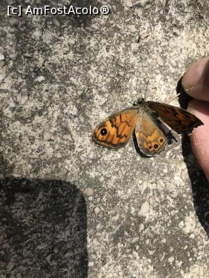 [P55] Vepric, Makarska<p> Parcarea de vis-a-vis, cineva a aruncat o gumă de mestecat pe jos și fluturele s-a lipit de ea, nu a mai putut zbura și a murit » foto by krisstinna
 - 
<span class="allrVoted glyphicon glyphicon-heart hidden" id="av996161"></span>
<a class="m-l-10 hidden" id="sv996161" onclick="voting_Foto_DelVot(,996161,619)" role="button">șterge vot <span class="glyphicon glyphicon-remove"></span></a>
<a id="v9996161" class=" c-red"  onclick="voting_Foto_SetVot(996161)" role="button"><span class="glyphicon glyphicon-heart-empty"></span> <b>LIKE</b> = Votează poza</a> <img class="hidden"  id="f996161W9" src="/imagini/loader.gif" border="0" /><span class="AjErrMes hidden" id="e996161ErM"></span>