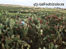 [P35] flori cactus din care se face gem » foto by catahappy
 - 
<span class="allrVoted glyphicon glyphicon-heart hidden" id="av7880"></span>
<a class="m-l-10 hidden" id="sv7880" onclick="voting_Foto_DelVot(,7880,658)" role="button">șterge vot <span class="glyphicon glyphicon-remove"></span></a>
<a id="v97880" class=" c-red"  onclick="voting_Foto_SetVot(7880)" role="button"><span class="glyphicon glyphicon-heart-empty"></span> <b>LIKE</b> = Votează poza</a> <img class="hidden"  id="f7880W9" src="/imagini/loader.gif" border="0" /><span class="AjErrMes hidden" id="e7880ErM"></span>