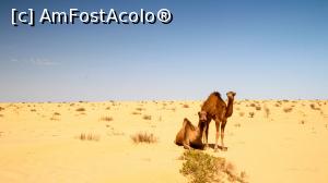 [P20] CAMILA IN DESERT » foto by cami1212
 - 
<span class="allrVoted glyphicon glyphicon-heart hidden" id="av1020328"></span>
<a class="m-l-10 hidden" id="sv1020328" onclick="voting_Foto_DelVot(,1020328,658)" role="button">șterge vot <span class="glyphicon glyphicon-remove"></span></a>
<a id="v91020328" class=" c-red"  onclick="voting_Foto_SetVot(1020328)" role="button"><span class="glyphicon glyphicon-heart-empty"></span> <b>LIKE</b> = Votează poza</a> <img class="hidden"  id="f1020328W9" src="/imagini/loader.gif" border="0" /><span class="AjErrMes hidden" id="e1020328ErM"></span>