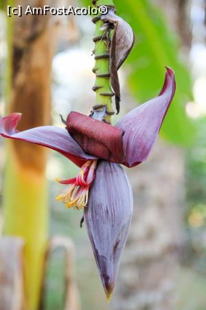 [P08] FLOARE DE BANANIER » foto by cami1212
 - 
<span class="allrVoted glyphicon glyphicon-heart hidden" id="av1020316"></span>
<a class="m-l-10 hidden" id="sv1020316" onclick="voting_Foto_DelVot(,1020316,658)" role="button">șterge vot <span class="glyphicon glyphicon-remove"></span></a>
<a id="v91020316" class=" c-red"  onclick="voting_Foto_SetVot(1020316)" role="button"><span class="glyphicon glyphicon-heart-empty"></span> <b>LIKE</b> = Votează poza</a> <img class="hidden"  id="f1020316W9" src="/imagini/loader.gif" border="0" /><span class="AjErrMes hidden" id="e1020316ErM"></span>