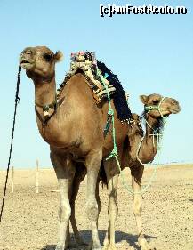 [P06] Nu sunt siameze, in caz ca va intrebati :) » foto by Darklocks
 - 
<span class="allrVoted glyphicon glyphicon-heart hidden" id="av151266"></span>
<a class="m-l-10 hidden" id="sv151266" onclick="voting_Foto_DelVot(,151266,658)" role="button">șterge vot <span class="glyphicon glyphicon-remove"></span></a>
<a id="v9151266" class=" c-red"  onclick="voting_Foto_SetVot(151266)" role="button"><span class="glyphicon glyphicon-heart-empty"></span> <b>LIKE</b> = Votează poza</a> <img class="hidden"  id="f151266W9" src="/imagini/loader.gif" border="0" /><span class="AjErrMes hidden" id="e151266ErM"></span>