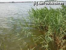 [P09] Mamaia - Vegetatie specifica pe Lacul Siutghiol. » foto by iulianic
 - 
<span class="allrVoted glyphicon glyphicon-heart hidden" id="av321921"></span>
<a class="m-l-10 hidden" id="sv321921" onclick="voting_Foto_DelVot(,321921,766)" role="button">șterge vot <span class="glyphicon glyphicon-remove"></span></a>
<a id="v9321921" class=" c-red"  onclick="voting_Foto_SetVot(321921)" role="button"><span class="glyphicon glyphicon-heart-empty"></span> <b>LIKE</b> = Votează poza</a> <img class="hidden"  id="f321921W9" src="/imagini/loader.gif" border="0" /><span class="AjErrMes hidden" id="e321921ErM"></span>