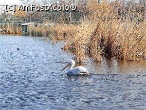 [P15] Hotel Iaki Mamaia.Un pelican singuratic pe Lacul Tabacariei. » foto by Floria
 - 
<span class="allrVoted glyphicon glyphicon-heart hidden" id="av1163338"></span>
<a class="m-l-10 hidden" id="sv1163338" onclick="voting_Foto_DelVot(,1163338,768)" role="button">șterge vot <span class="glyphicon glyphicon-remove"></span></a>
<a id="v91163338" class=" c-red"  onclick="voting_Foto_SetVot(1163338)" role="button"><span class="glyphicon glyphicon-heart-empty"></span> <b>LIKE</b> = Votează poza</a> <img class="hidden"  id="f1163338W9" src="/imagini/loader.gif" border="0" /><span class="AjErrMes hidden" id="e1163338ErM"></span>